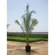 Coconut Palm iPlants