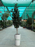 Ficus Benjamina - Weeping Fig iPlants