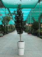 Ficus Benjamina - Weeping Fig iPlants