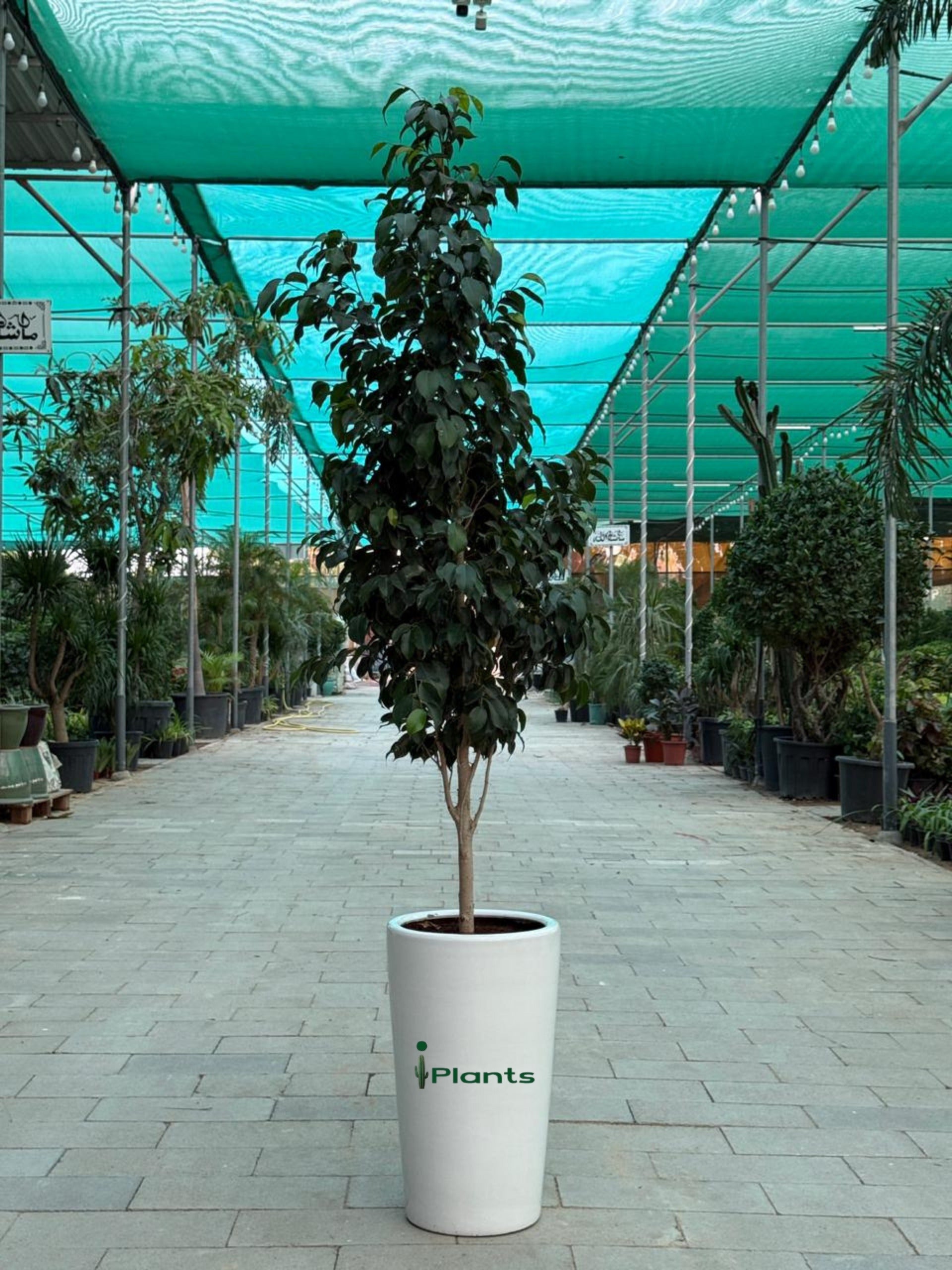 Ficus Benjamina - Weeping Fig