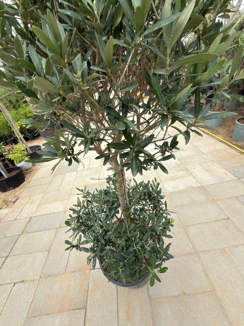 Olive two Head iPlants