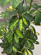 Schefflera Variegated iPlants