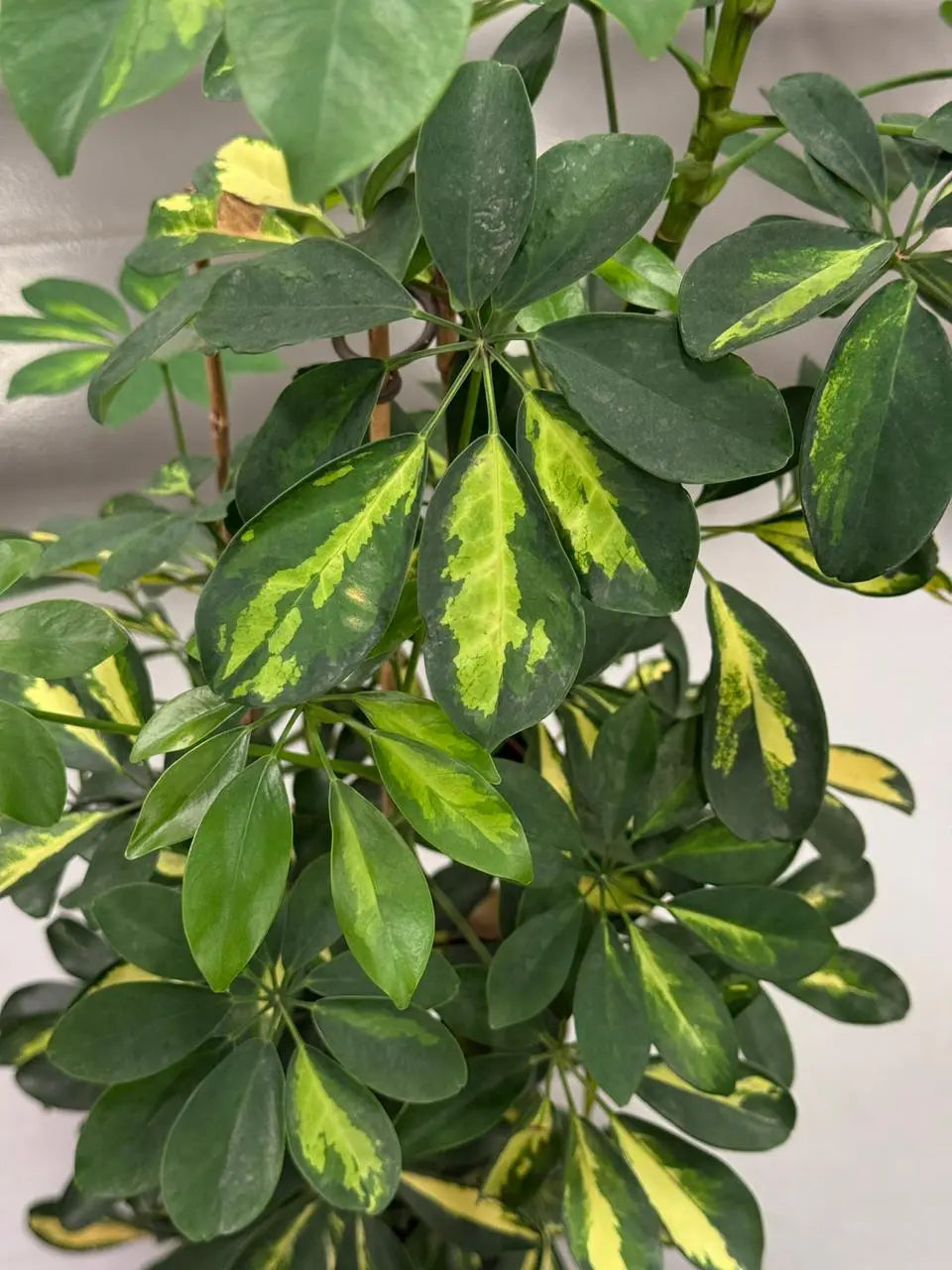 Schefflera Variegated iPlants