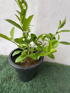 Dumdum iPlants