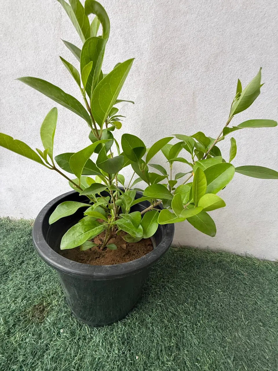 Dumdum iPlants