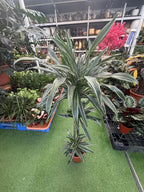 Dracaena Warneckii iPlants