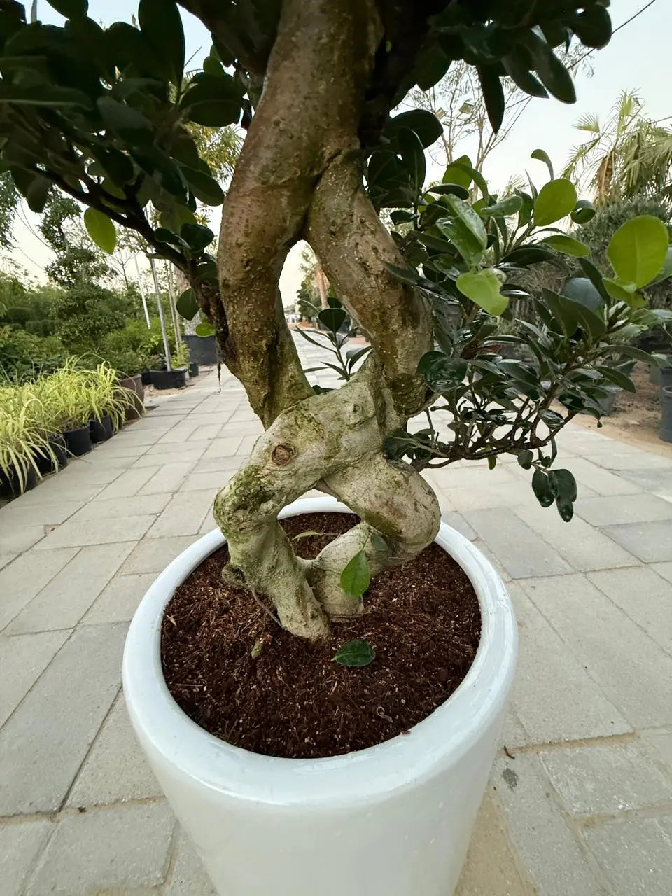 Ficus Bonsai 8 shape iPlants