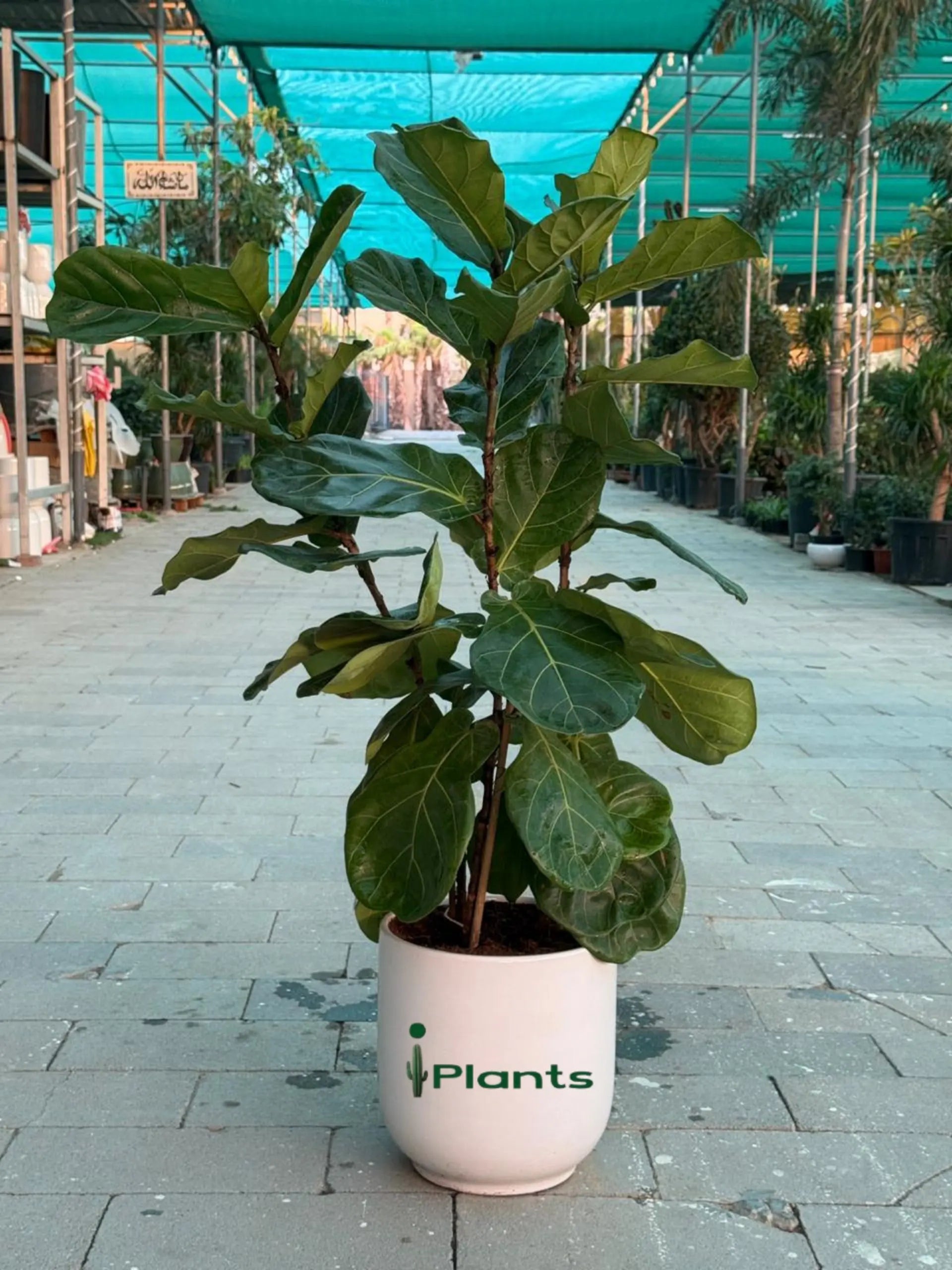 Fiddle leaf tree (Ficus Lyrata) iPlants