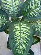 Dieffenbachia Plant iPlants