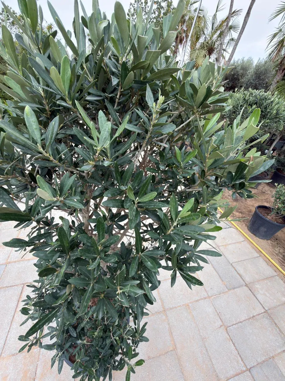 Olive two Head iPlants