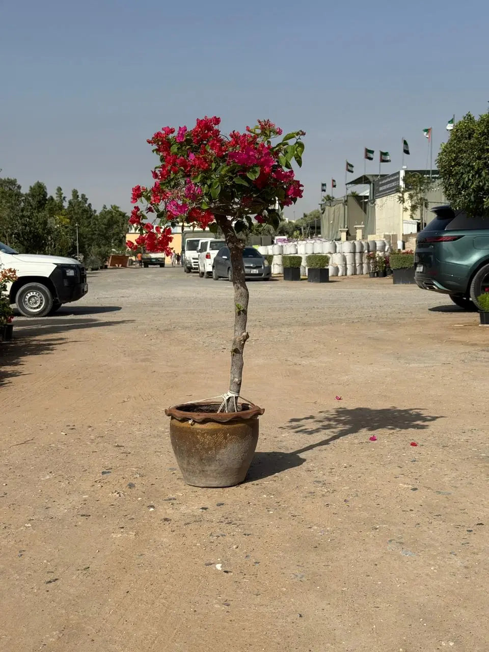 Bougainvillea one head iPlants