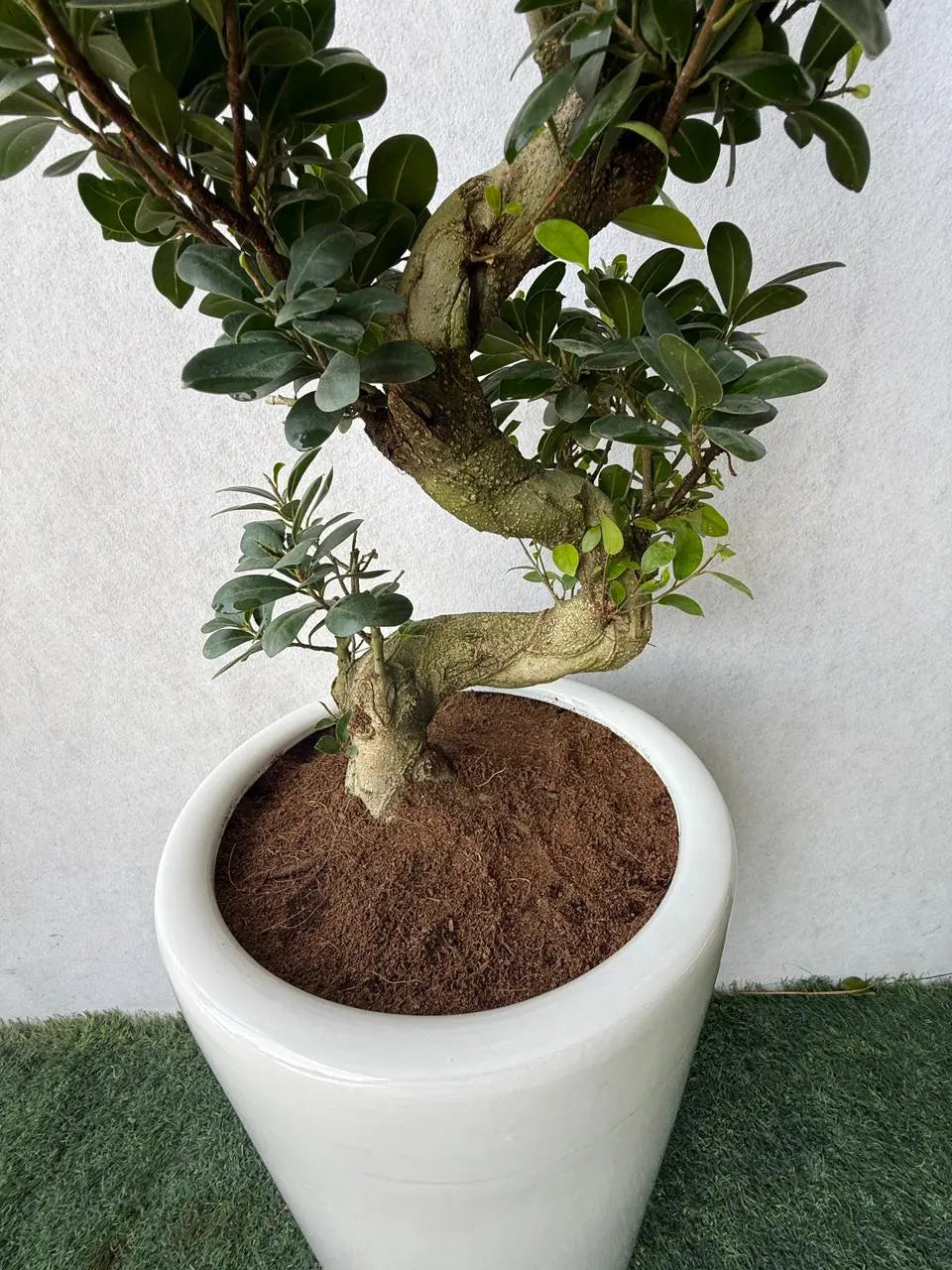 Ficus Bonsai- S Shape iPlants