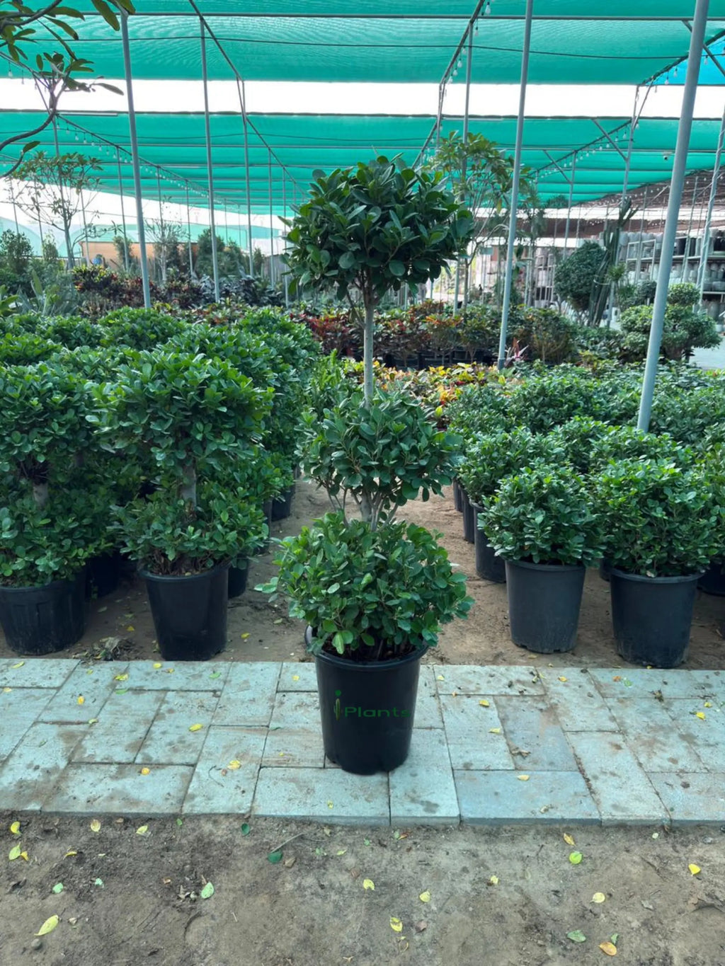 Ficus panda 3 head iPlants