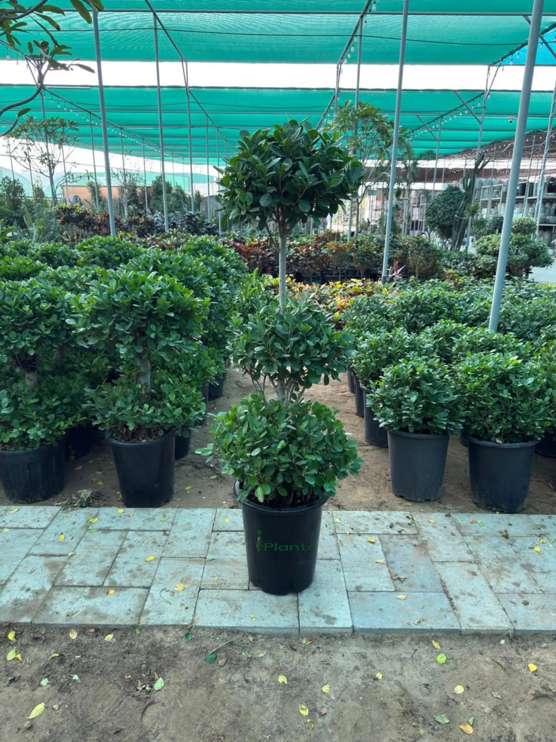 Ficus panda 3 head iPlants
