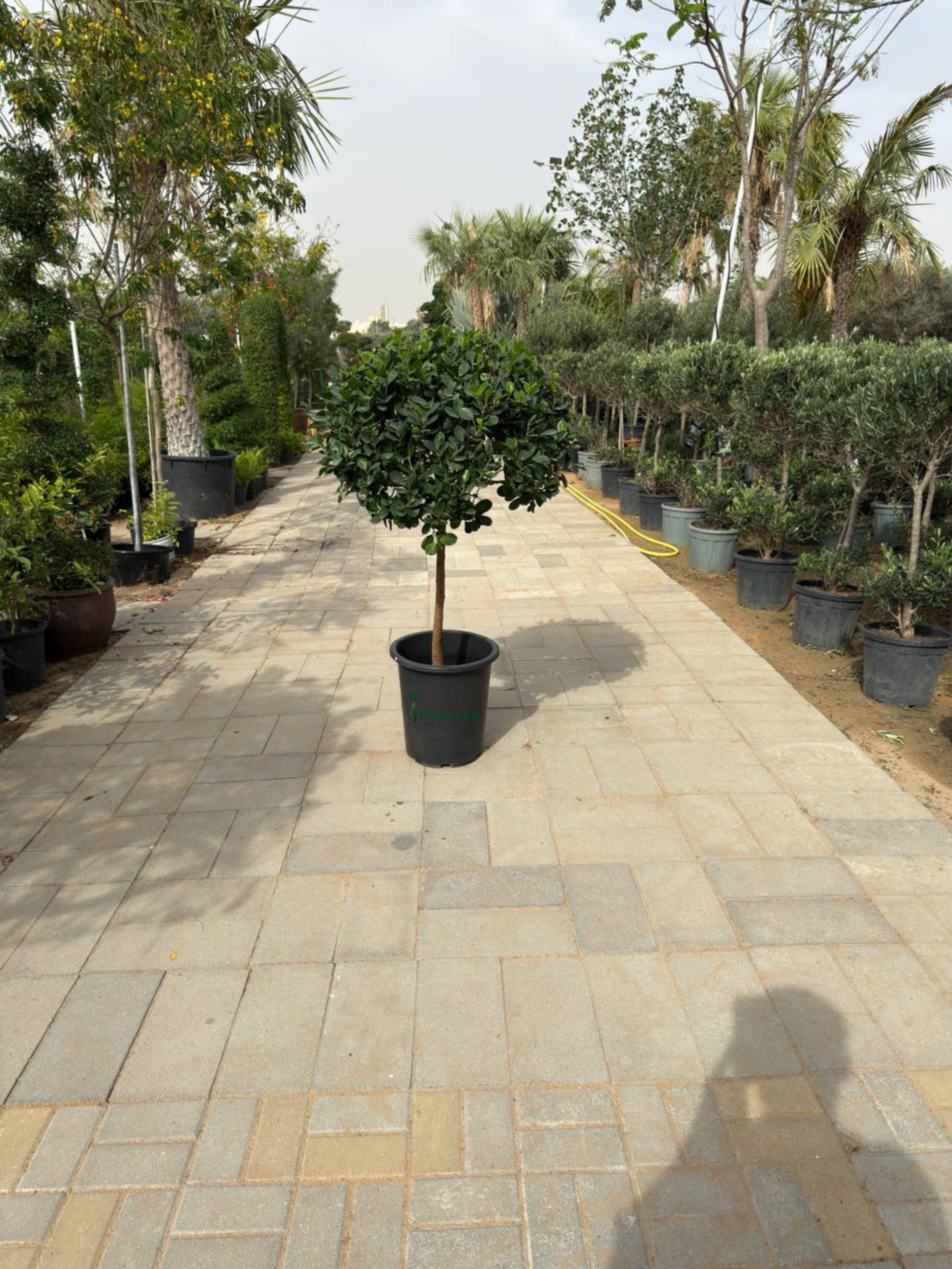 Ficus panda single head