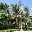 Coconut Palm iPlants