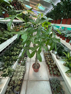 Money Tree (Pachera twisted) iPlants