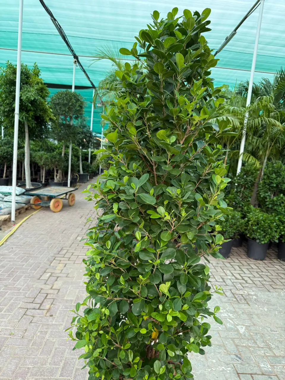 Ficus Panda Cone iPlants