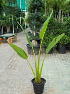 Travellers Palm (Ravenala) iPlants