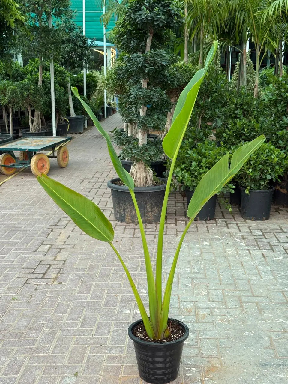 Travellers Palm (Ravenala) iPlants