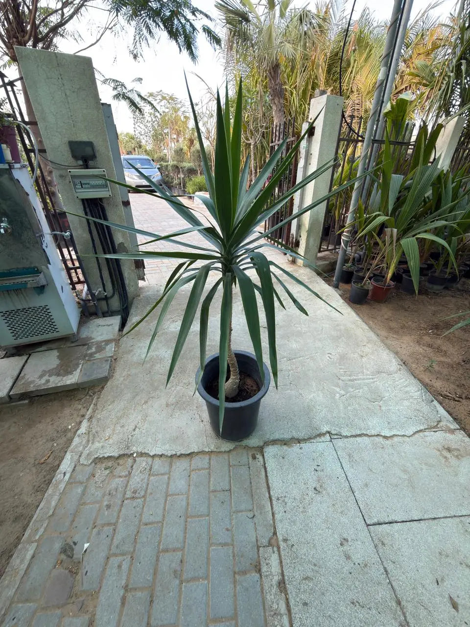 Yucca elephantipes (Spineless Yucca) iPlants