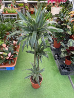 Dracaena Warneckii iPlants
