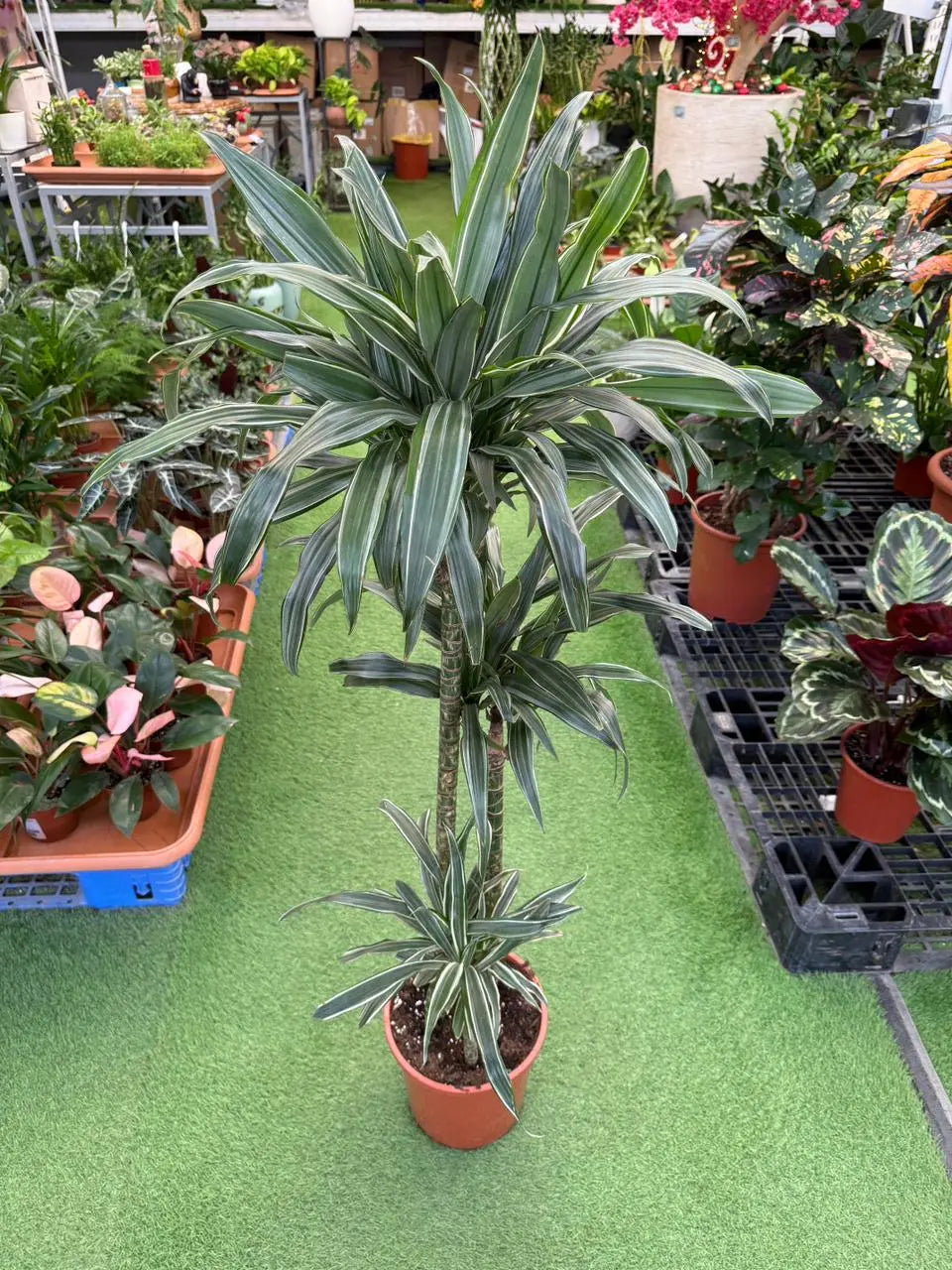 Dracaena Warneckii iPlants