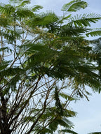 Delonix regia iPlants