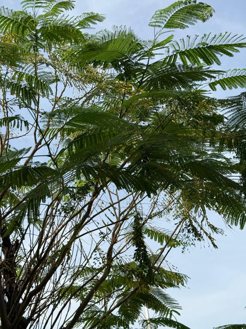 Delonix regia iPlants