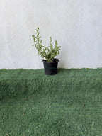 Leucophyllum iPlants
