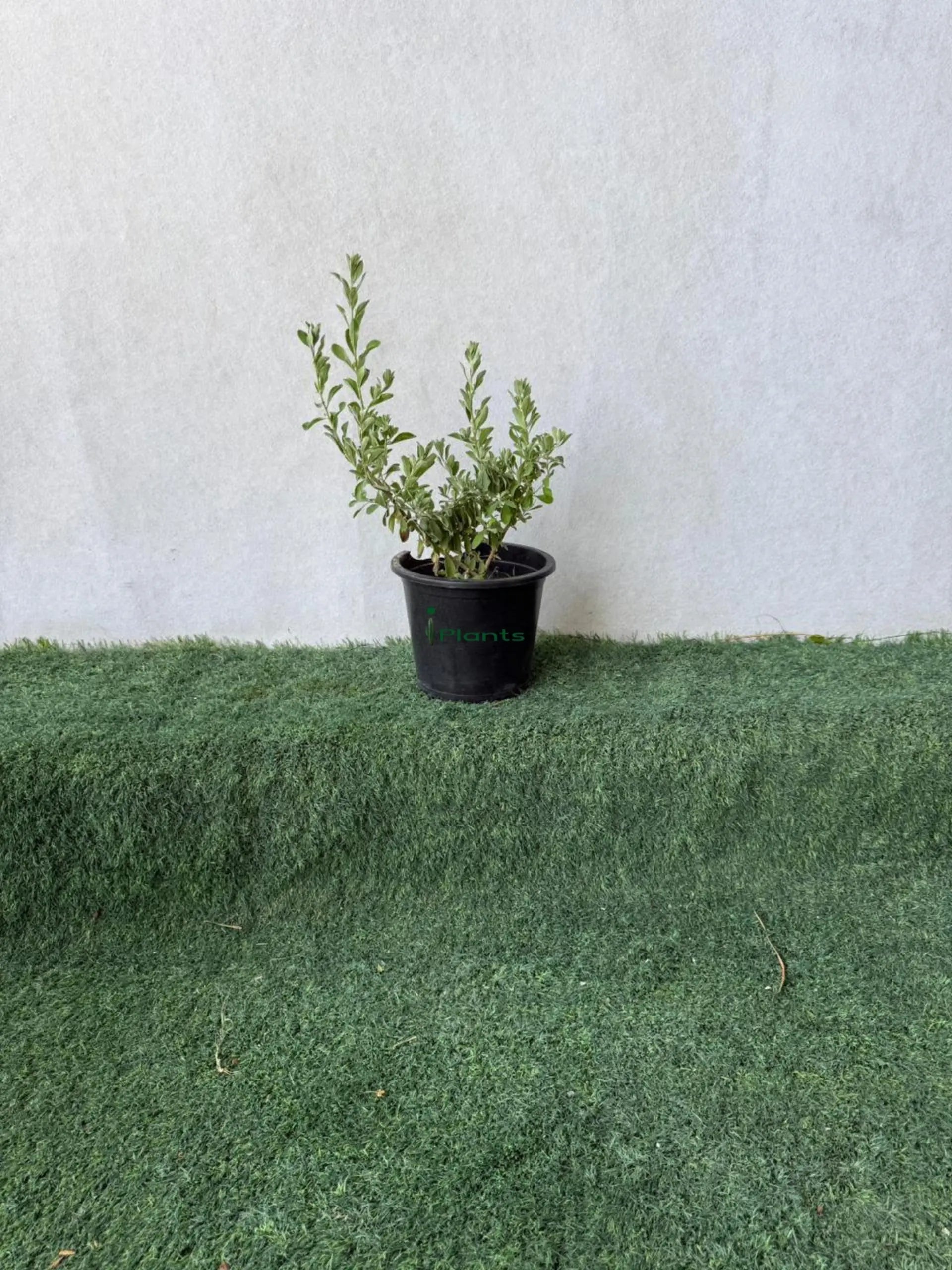 Leucophyllum iPlants