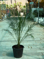 Phoenix Palm iPlants