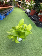 Golden Pothos iPlants