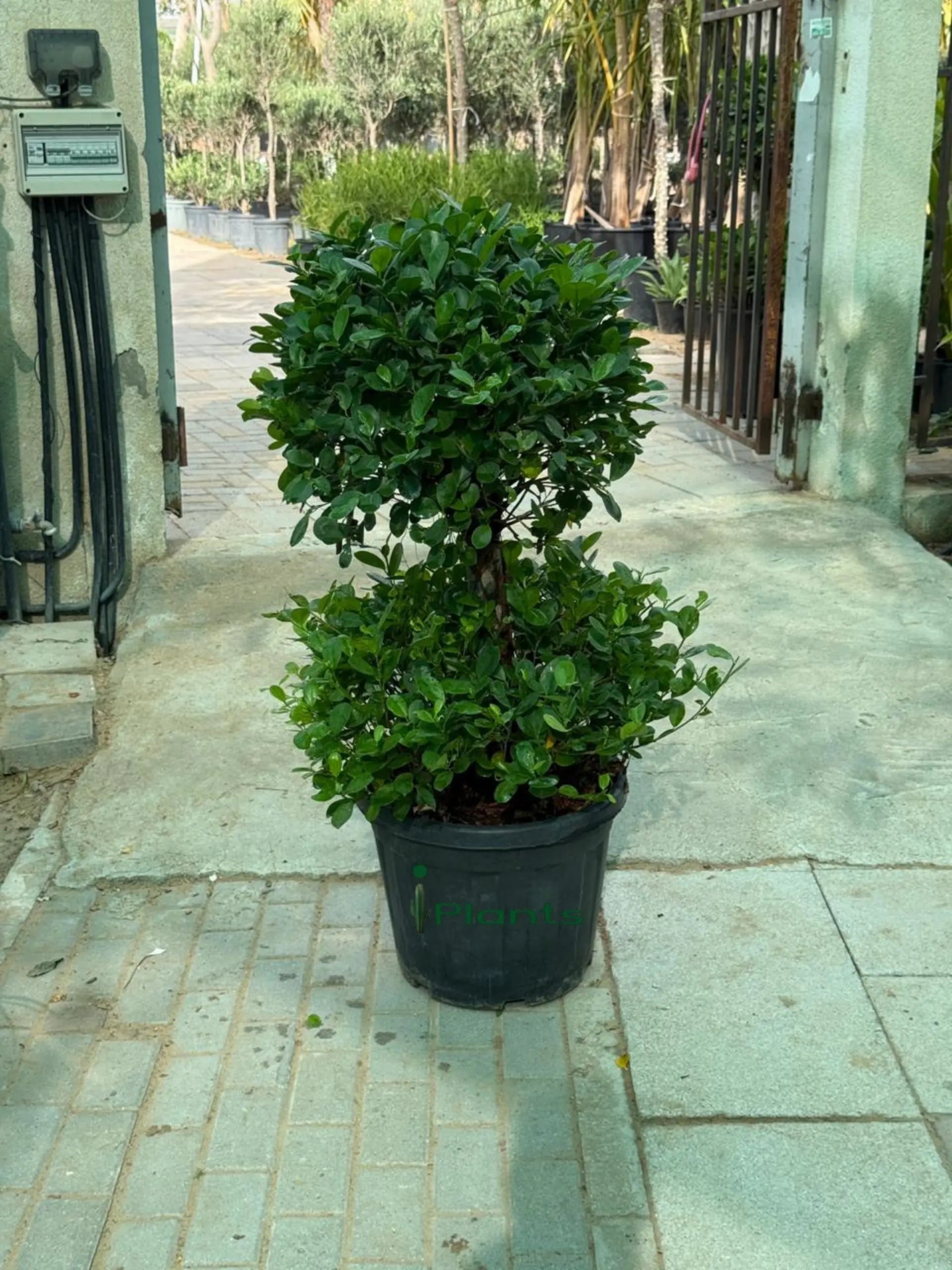 Ficus panda 2 head iPlants