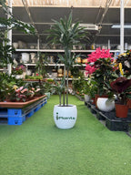 Dracaena Warneckii iPlants