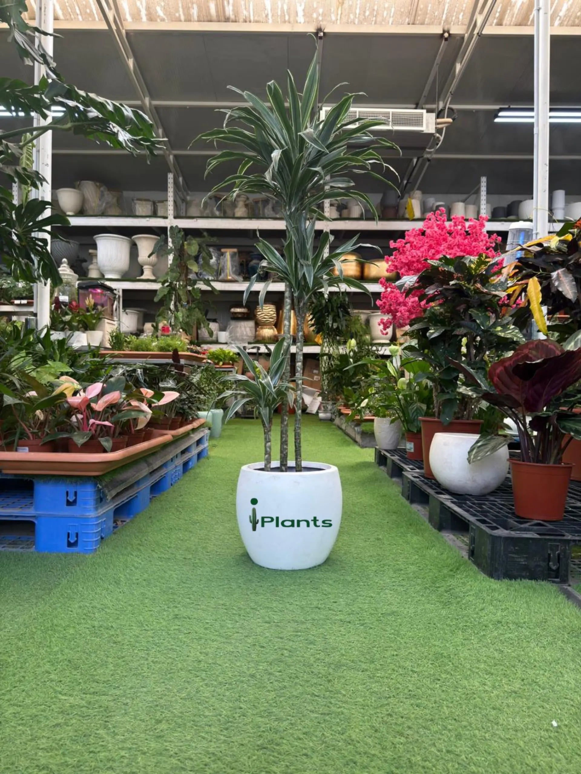 Dracaena Warneckii iPlants