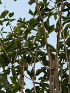 Tabebuia Rosea Plant iPlants