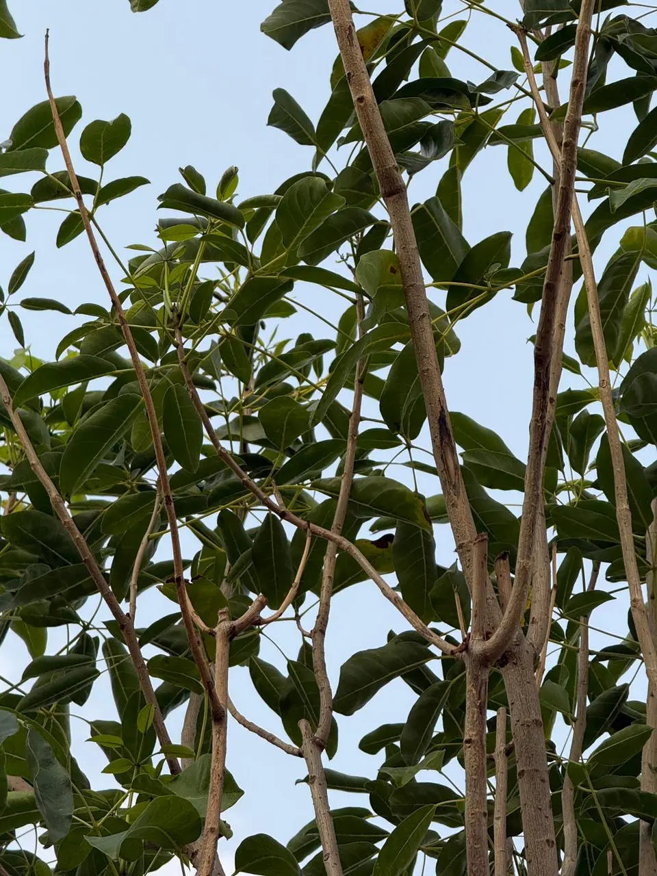 Tabebuia Rosea Plant iPlants