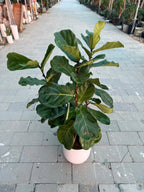Fiddle leaf tree (Ficus Lyrata) iPlants