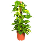 Money Plant (Holland) iPlants