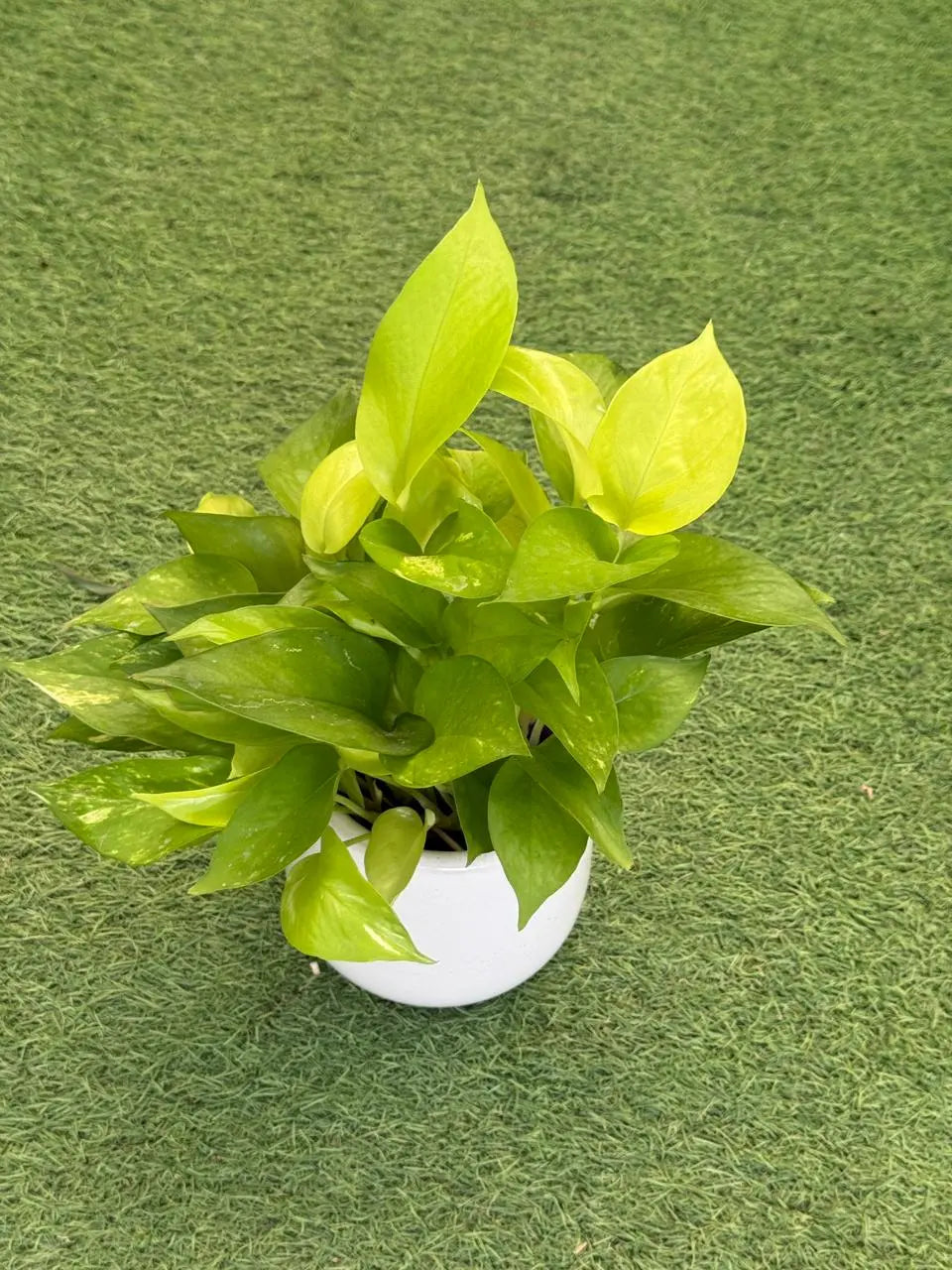 Golden Pothos iPlants