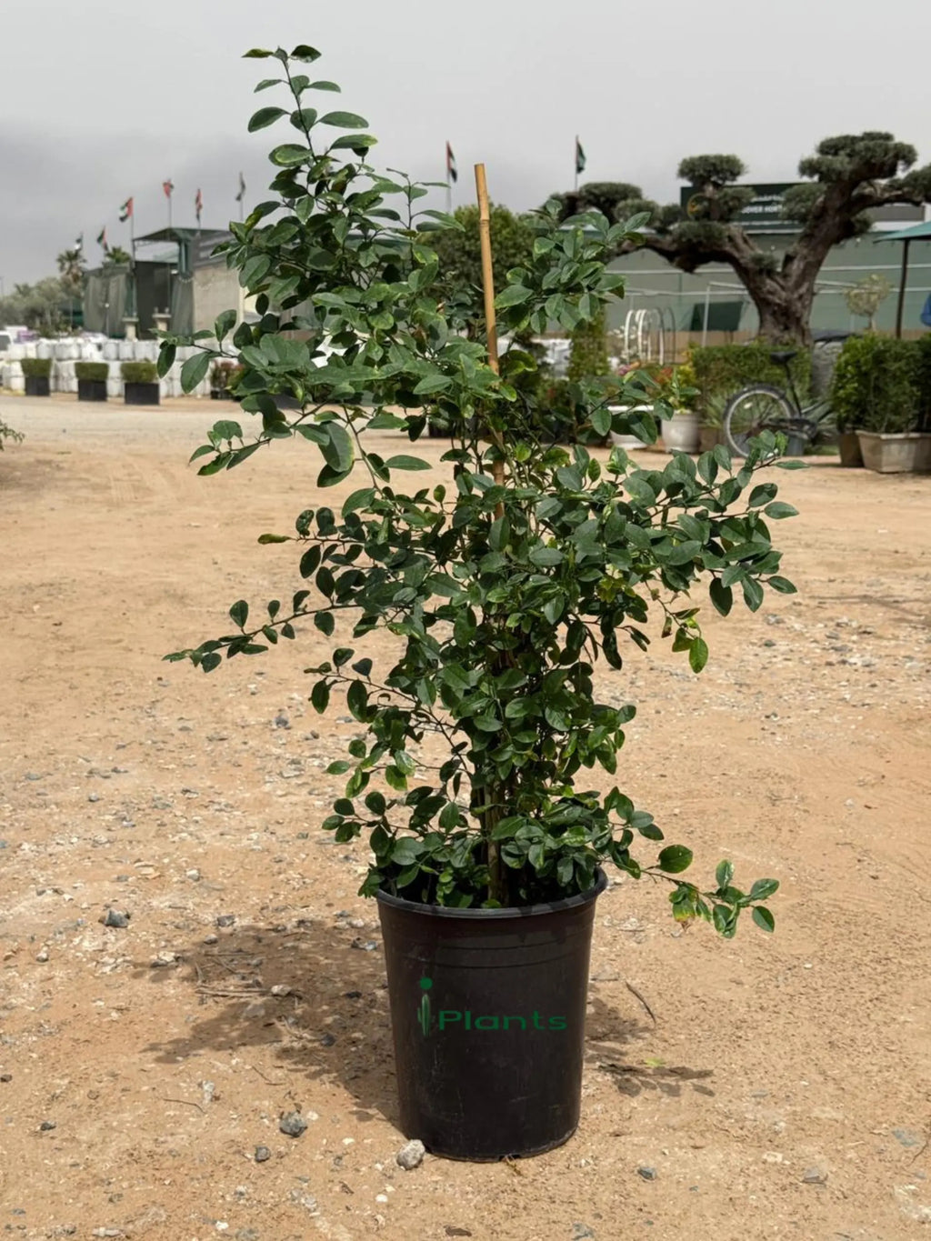Citrus Omani Lemon iPlants