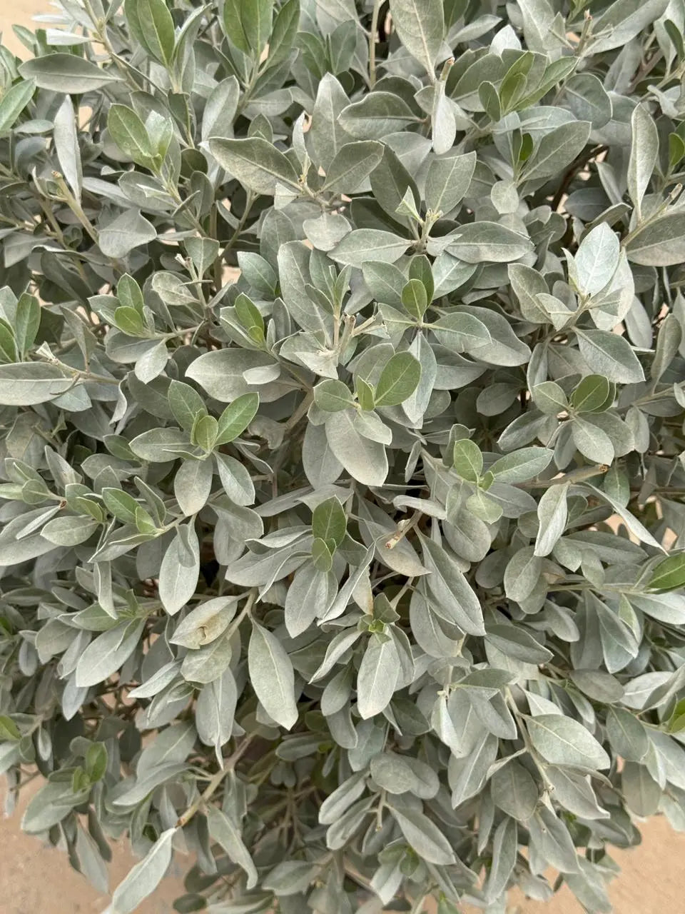 Silver Damas Ball iPlants