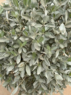 Silver Damas Ball iPlants