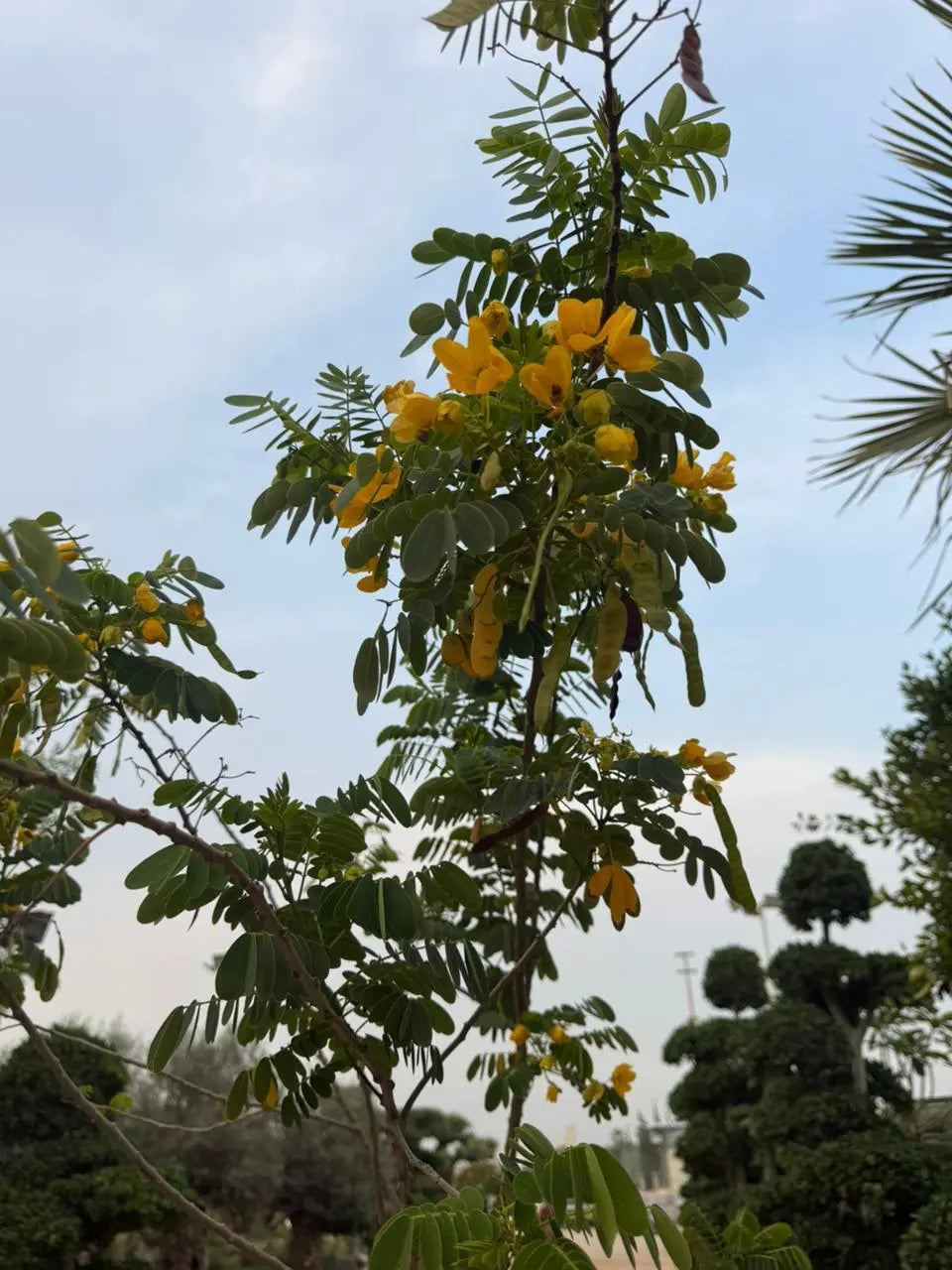 Acacia Tree iPlants