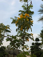 Acacia Tree iPlants