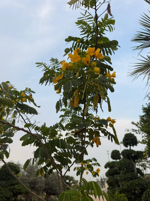Acacia Tree