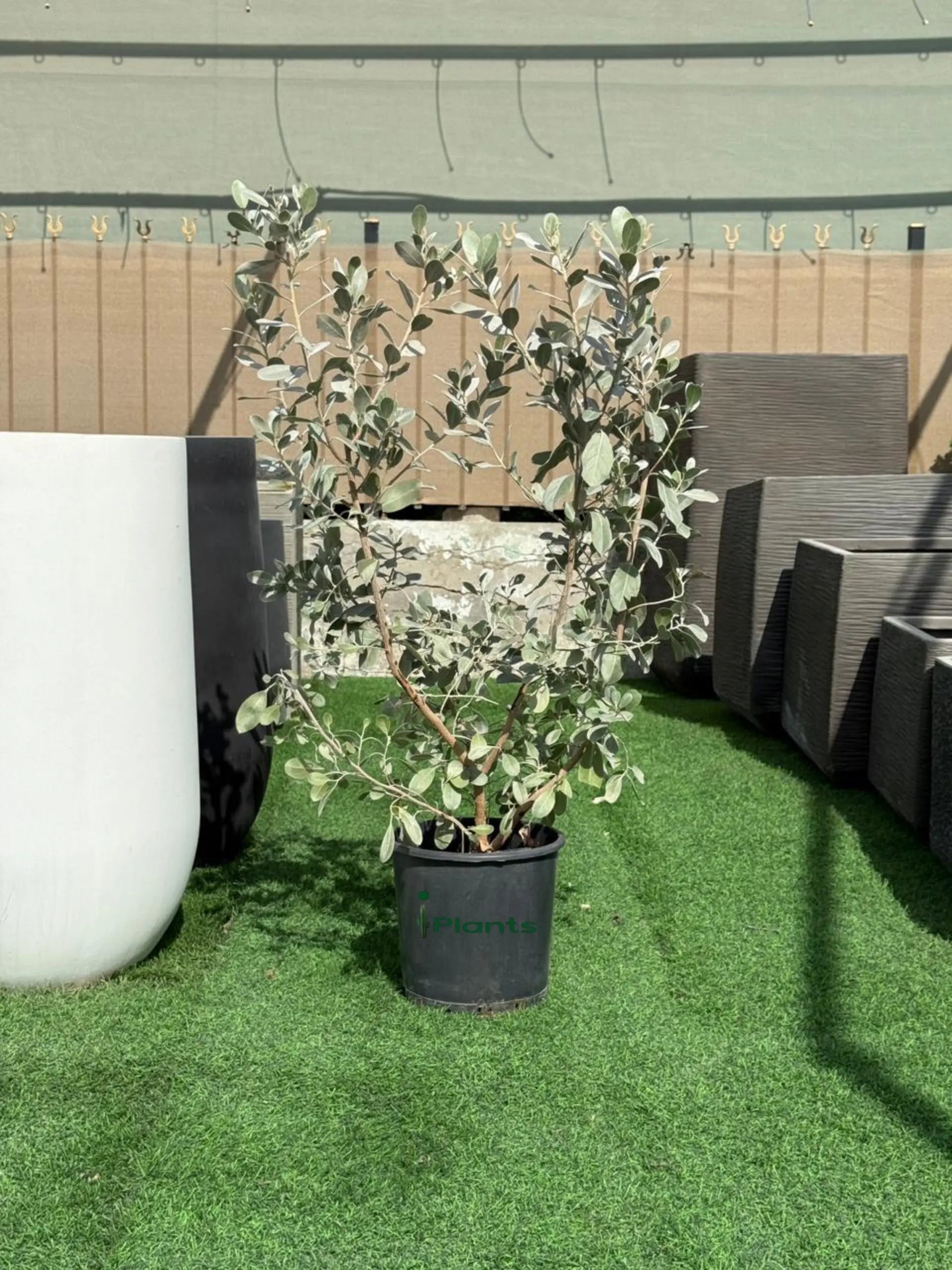 Silver Damas iPlants