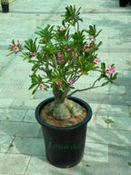Desert rose (Thick Stem) iPlants