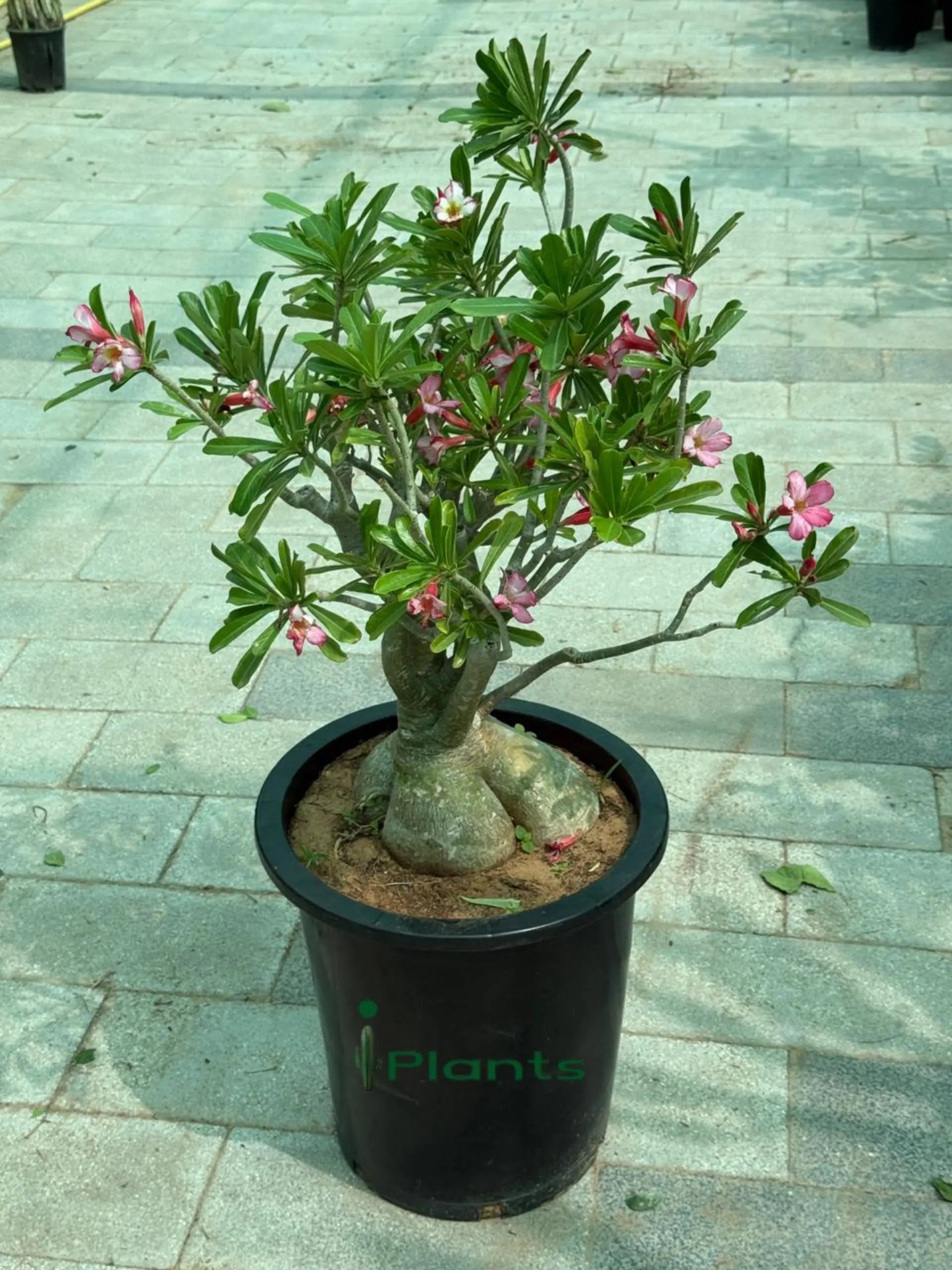 Desert rose (Thick Stem) iPlants